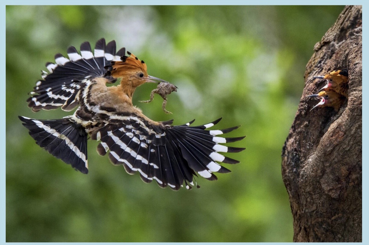 Nhiếp ảnh gia của… những loài chim hoang dã