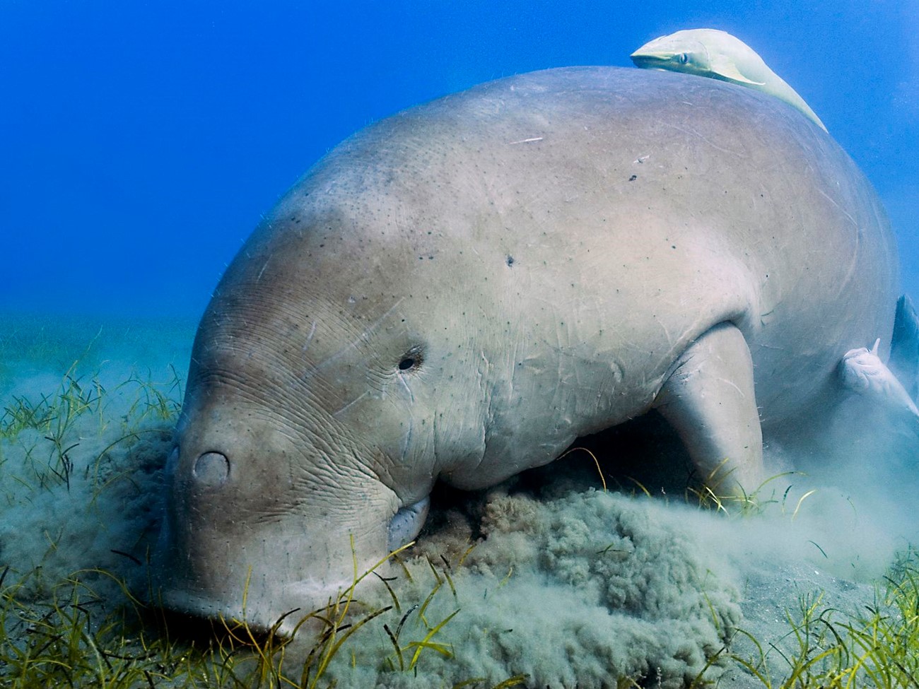 Một cá thể dugong được phát hiện ở vùng biển  Côn Đảo.
