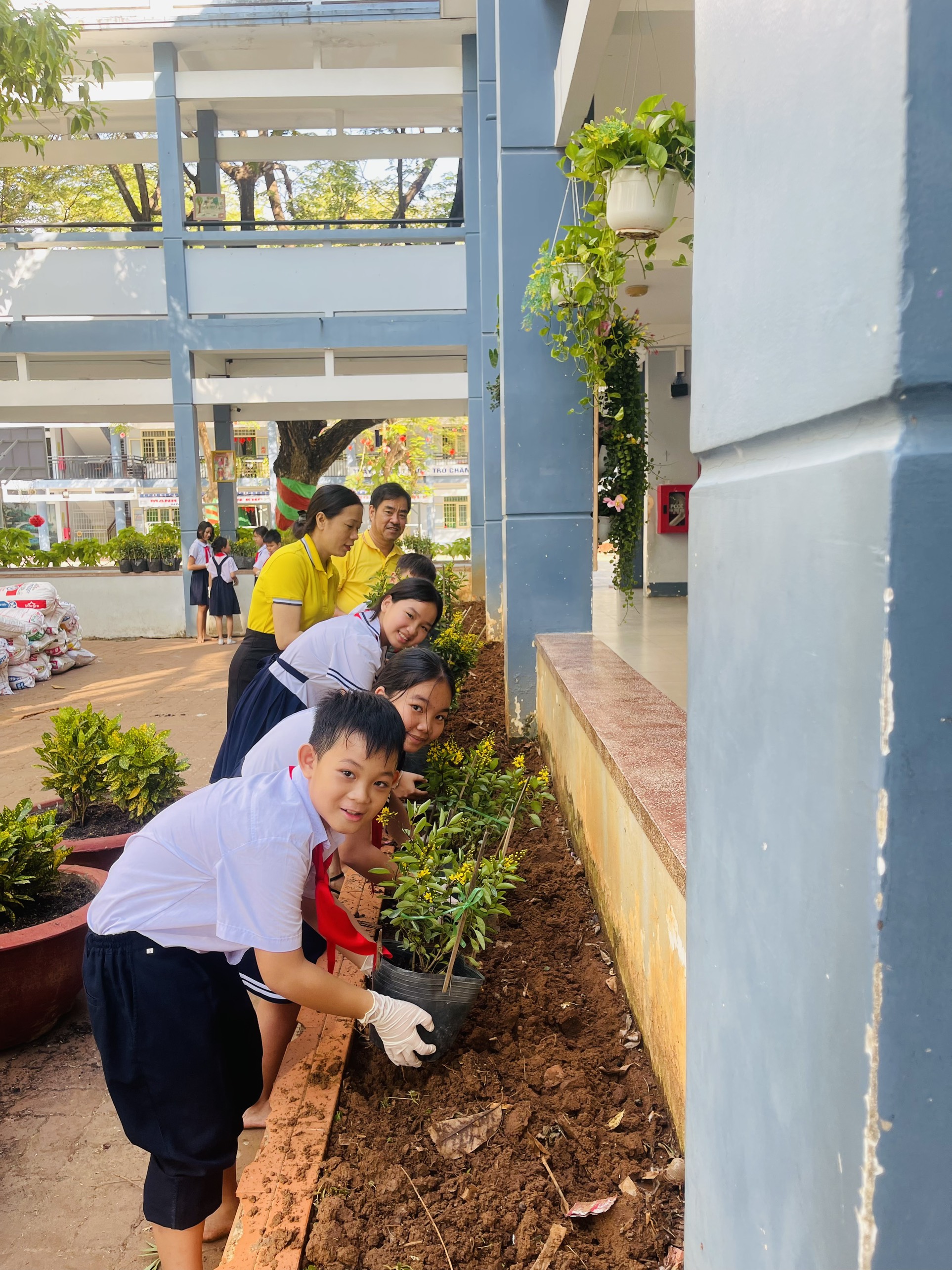 Những chậu hoa kim đồng vàng được các thầy cô và các em học sinh khối 5 vun trồng.