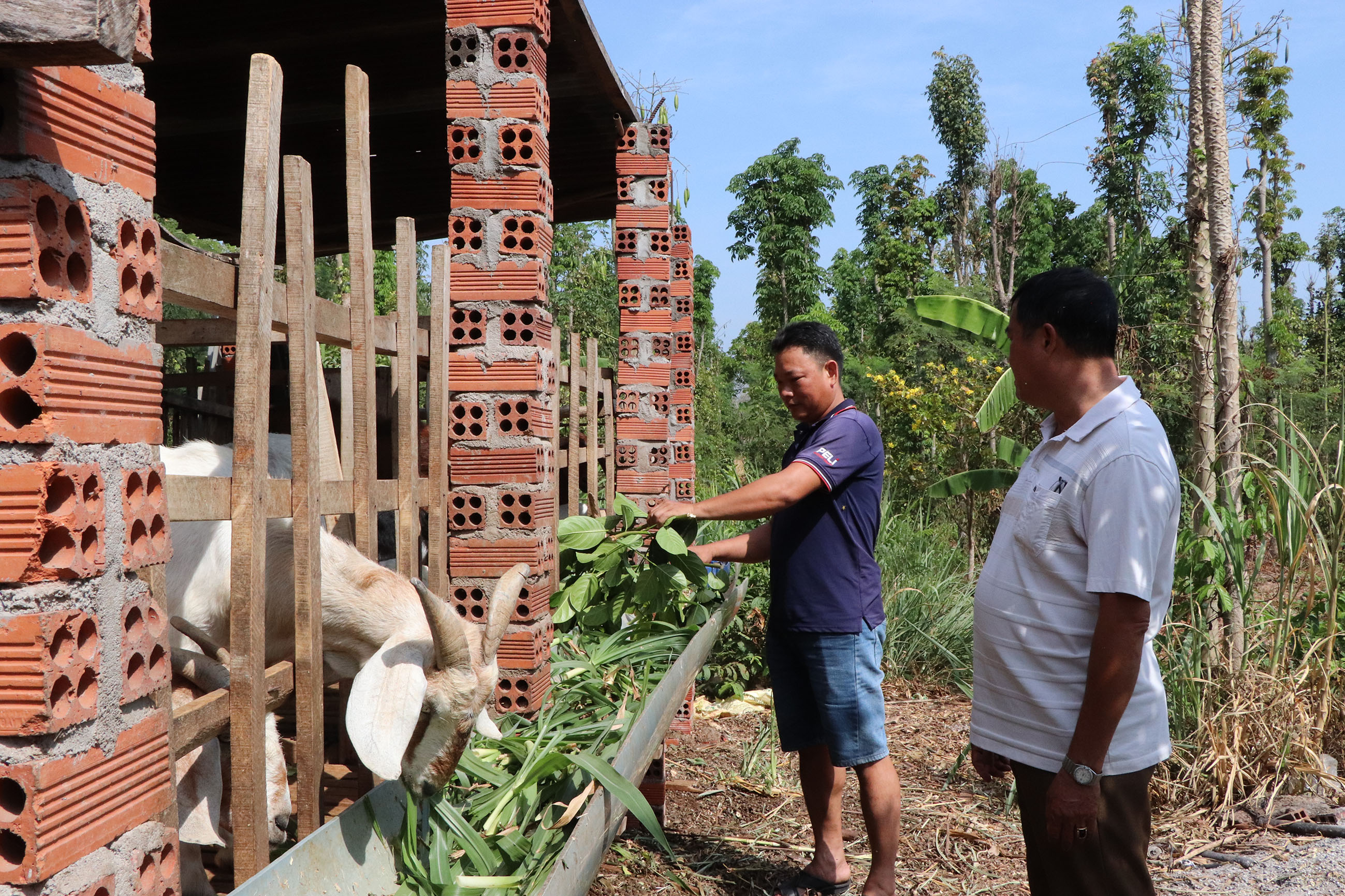 Anh Nguyễn Trần Chuân (bên trái), thôn Sơn Thuận, xã Xuân Sơn (huyện Châu Đức) tận dụng các loại lá cây trong vườn làm thức ăn cho dê, giảm được khá nhiều chi phí trong chăn nuôi.