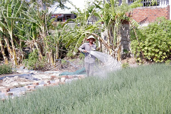 Ông Nguyễn Văn Hùng (tổ 9, KP.Hải Dinh, phường Kim Dinh) chăm sóc vườn hành của gia đình.