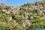 Ngắm rừng tre trắng tựa mây trời tại vịnh Đầm Tre, Côn Đảo