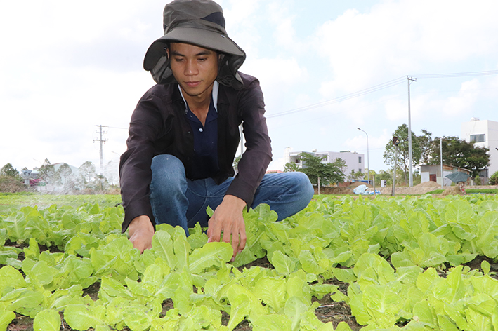 Anh Đoàn Trọng Được, ở phường Long Hương có thu nhập mỗi tháng 8 triệu đồng từ cơ sở sản xuất rau an toàn của bà Nguyễn Thị Kim Thành.