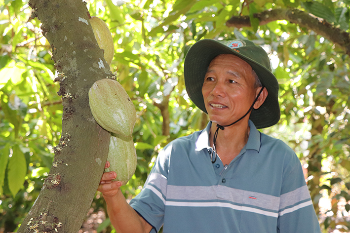 Với giá thu mua trái ca cao tươi hiện nay từ 7 - 9 ngàn đồng/kg, ông Trần Như Phong, ở ấp Tân Thành, xã Quảng Thành chia sẻ, trồng ca cao chưa phải làm giàu nhưng cho nông dân có thu nhập ổn định.