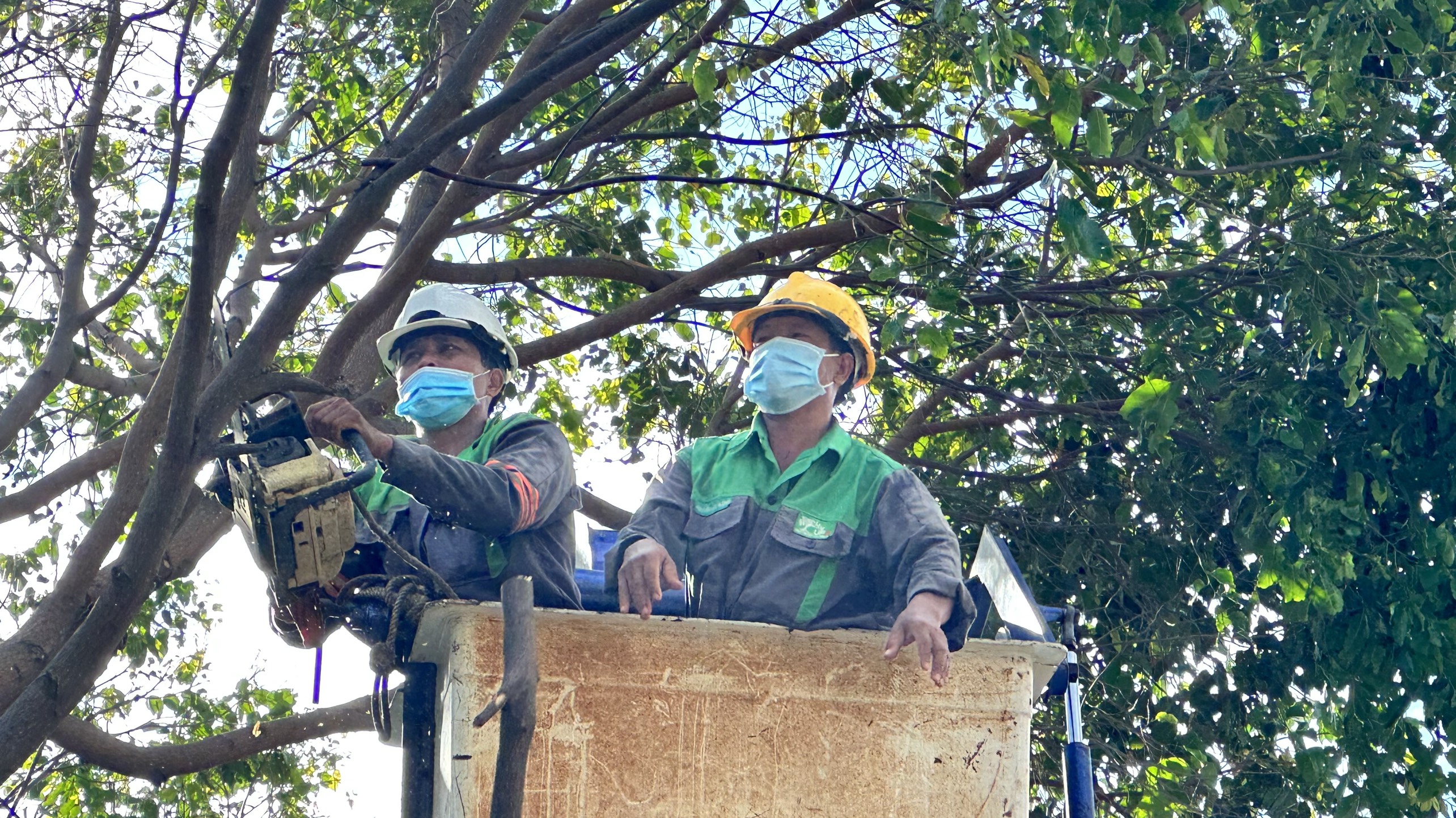 Công nhân UPC hạ độ cao cây xanh trên đường Hồ Quý Ly, TP. Vũng Tàu.