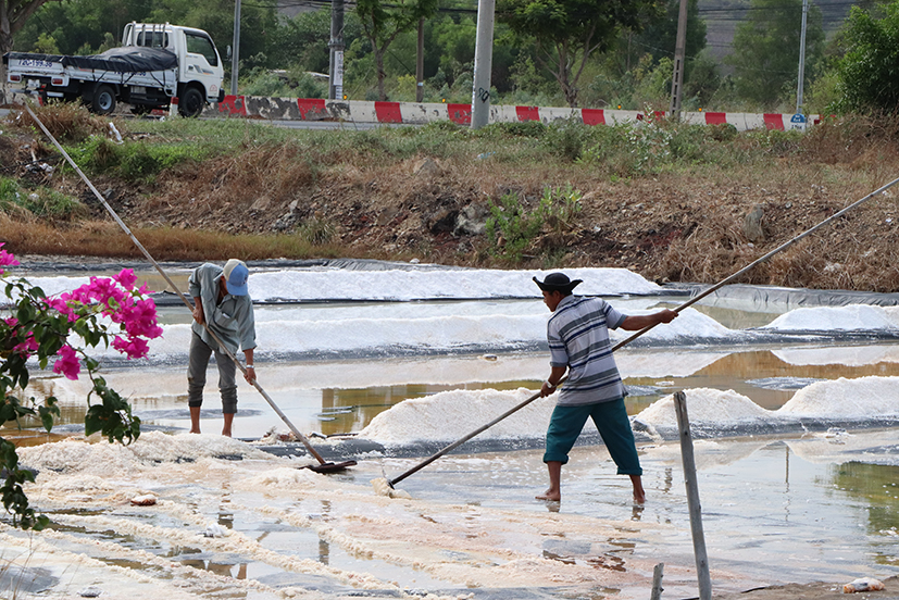 Nông dân An Ngãi tranh thủ thu hoạch muối trước khi vào mùa mưa 2024.