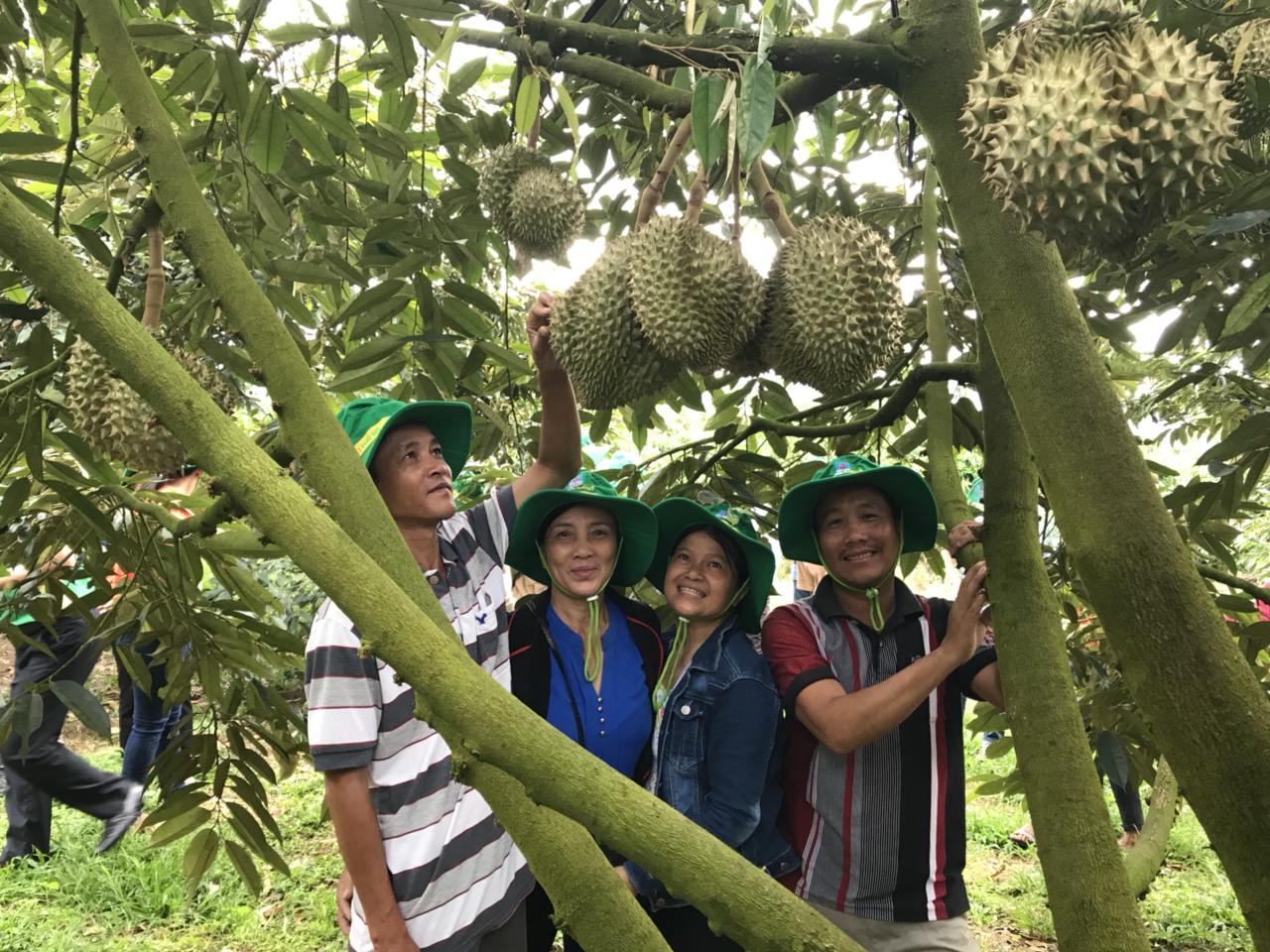 Cây sầu riêng sử  dụng phân bón Phú Mỹ có năng suất cao, mẫu mã đẹp, chất lượng thơm ngon