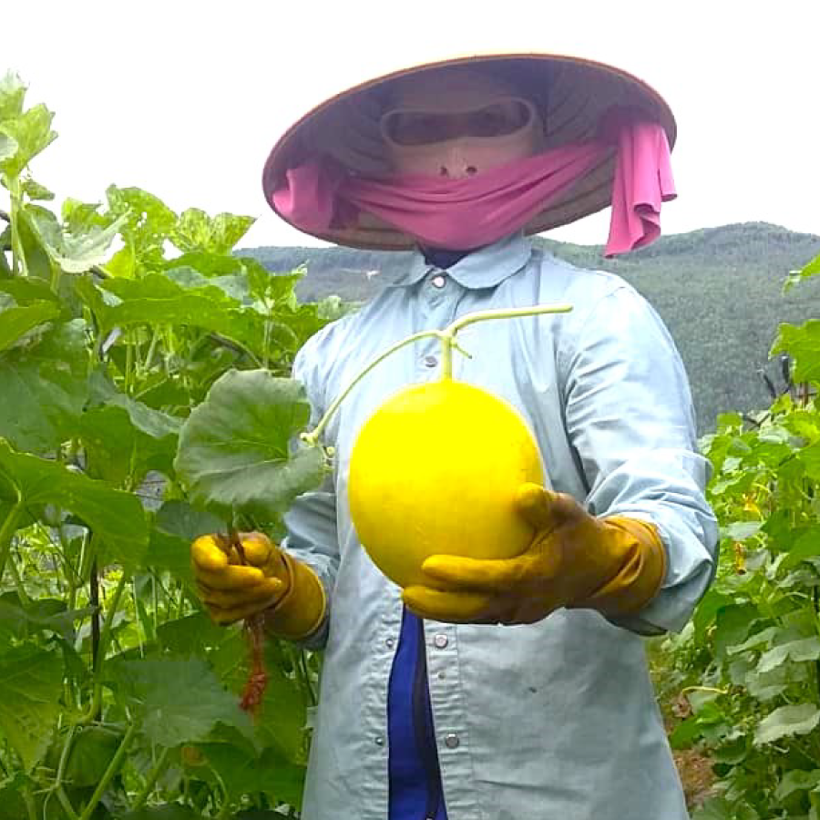 Phân bón Phú Mỹ được bà con tin dùng nhiều trên loại cây có giá trị kinh tế cao, khó trồng và khó chăm sóc như: dưa lê vỏ vàng, dưa lưới, dưa gang. 