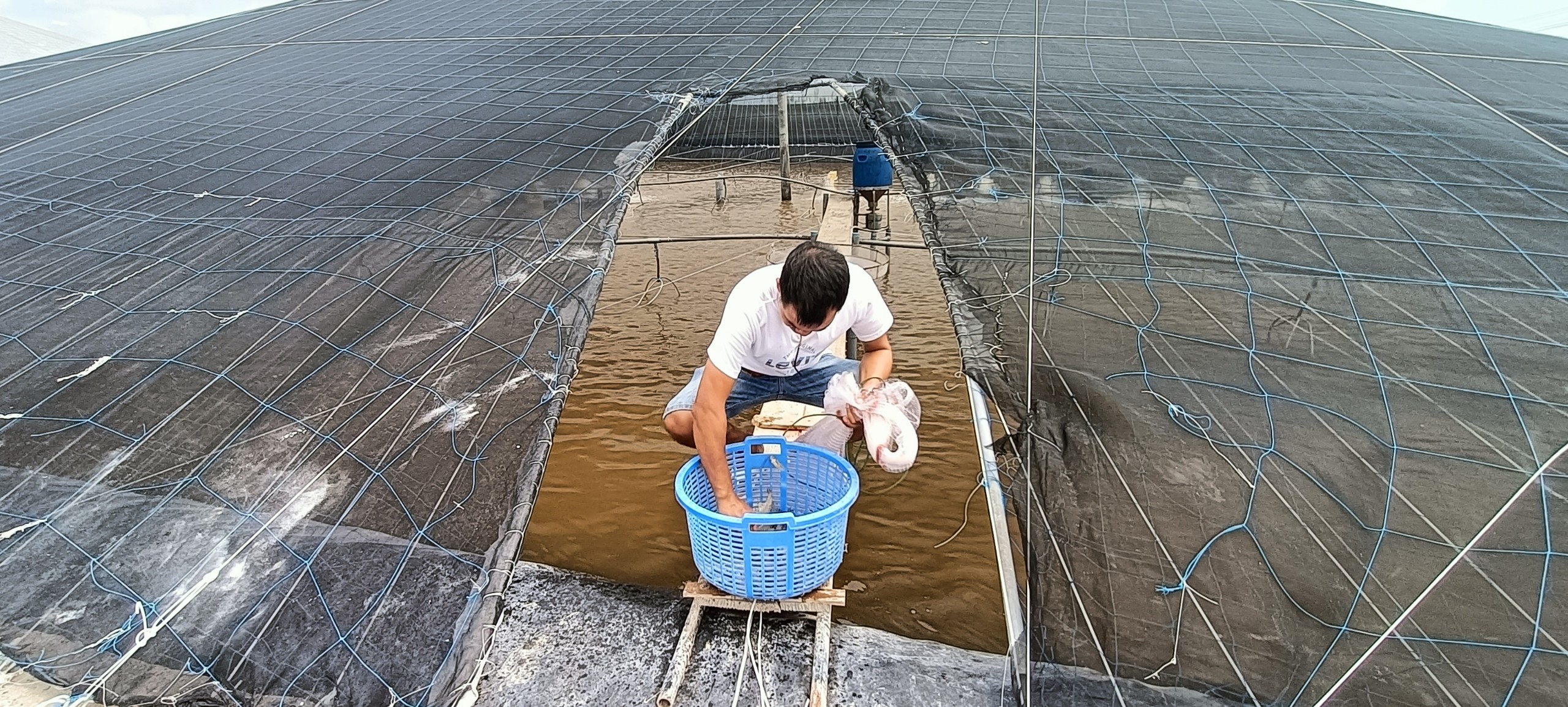  Ao nuôi tôm HTX Chợ Bến (huyện Long Điền) với hệ thống nhà màng phủ kín nhằm giảm độ nóng cũng như lượng mưa, giúp tôm không bị sốc nhiệt độ khi chuyển mùa.