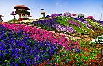 Dubai Miracle Garden - Thiên đường hoa giữa lòng sa mạc