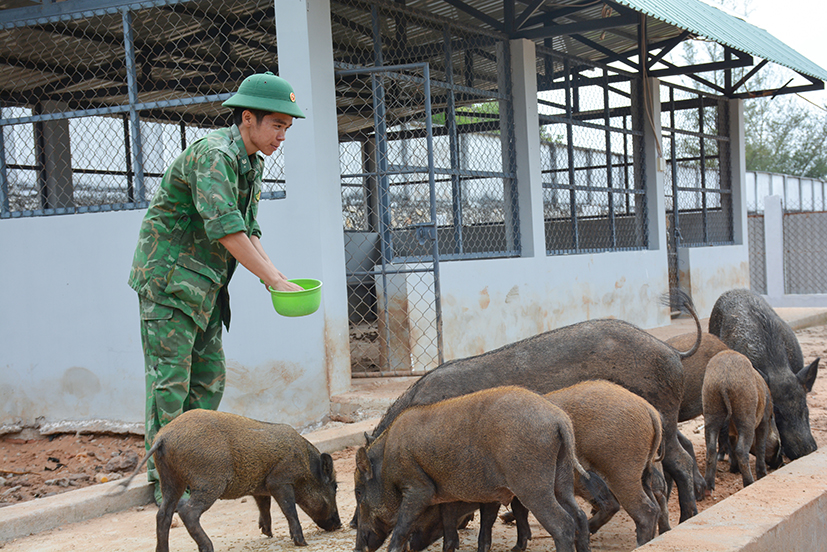 Để bảo đảm nguồn thịt phục vụ đời sống bộ đội, Đồn Biên phòng Phước Thuận còn nuôi thêm 25 con heo rừng.