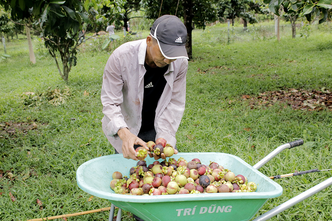 Thu hoạch măng cụt tại xã Long Tân, huyện Đất Đỏ.