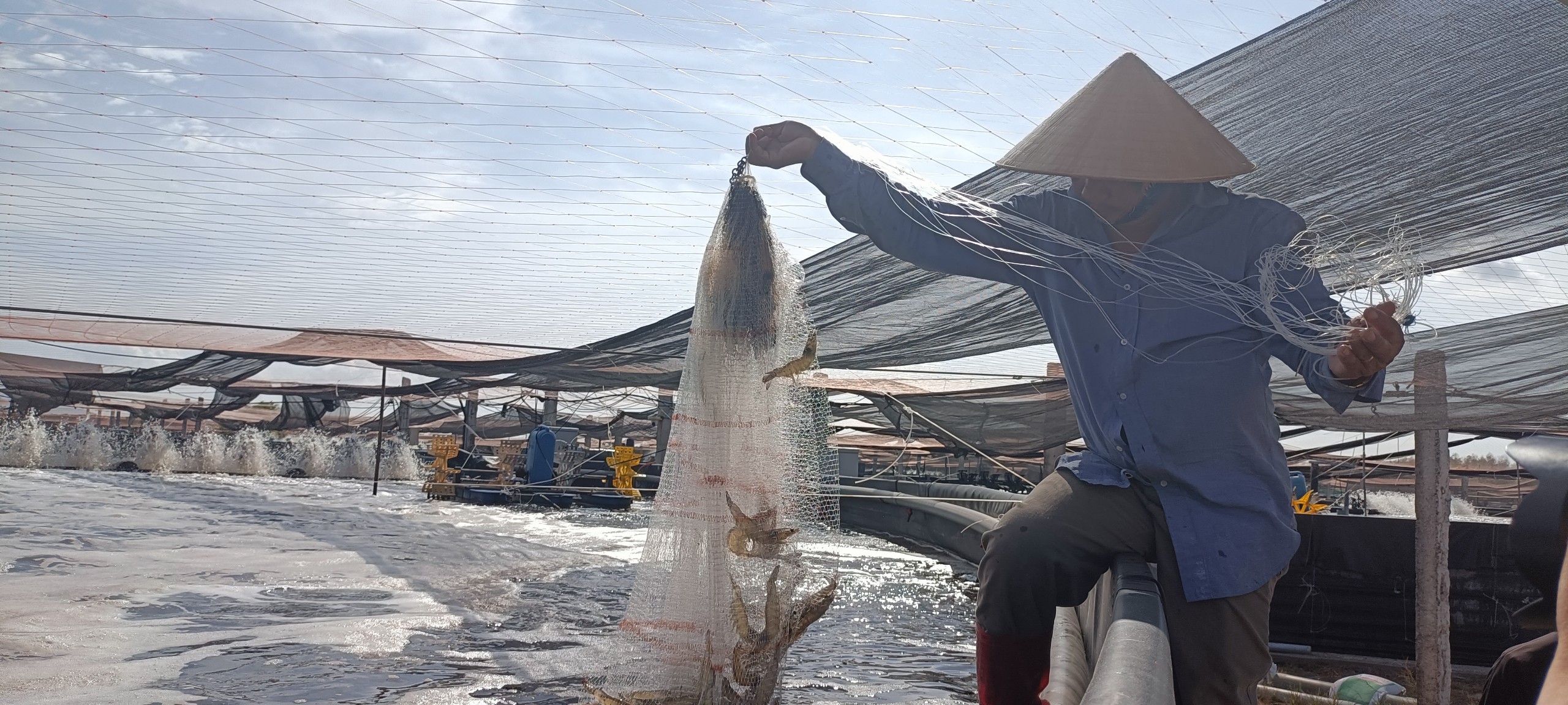 Ao nuôi tôm Công ty Minh Phú Lộc An (huyện Đất Đỏ) áp dụng mô hình  công nghệ sinh học, nuôi trồng, xử lý nước bằng vi sinh giúp tôm tăng năng suất, giá trị và bảo vệ môi trường.