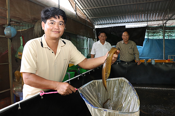 Ông Lê Văn Nghĩa (thôn Sông Xoài 4, xã Láng Lớn) cho biết, mô hình nuôi lươn không bùn là nguồn thu nhập chính của gia đình.