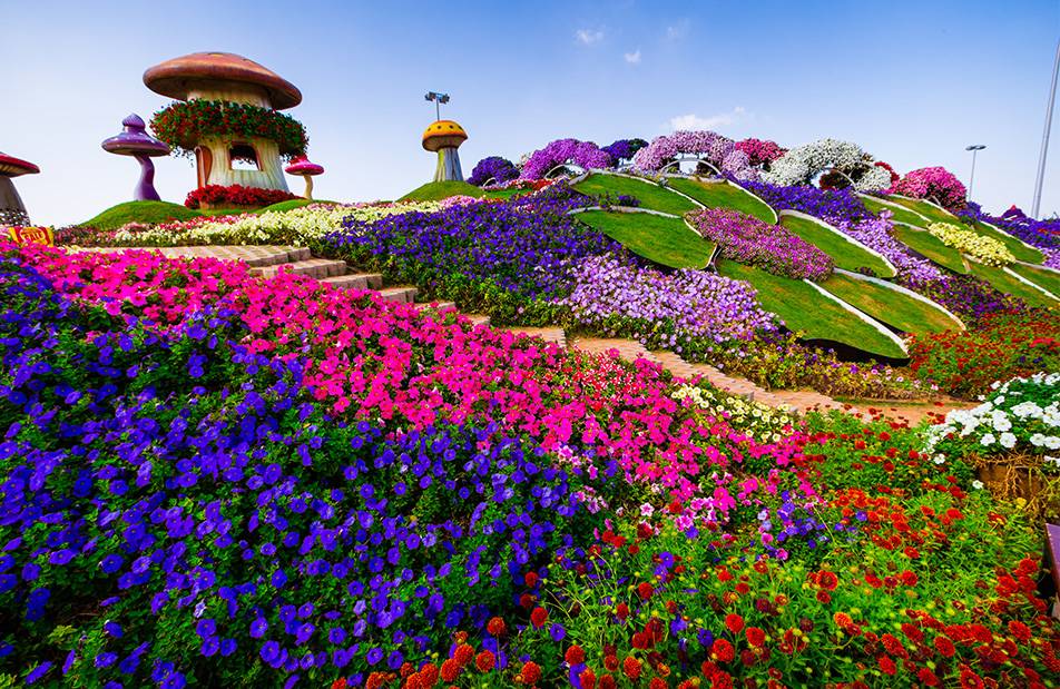 Sở hữu nhiều mô hình độc đáo cùng thảm thực vật phong phú, Dubai Miracle Garden được mệnh danh là vườn hoa tự nhiên lớn nhất thế giới.