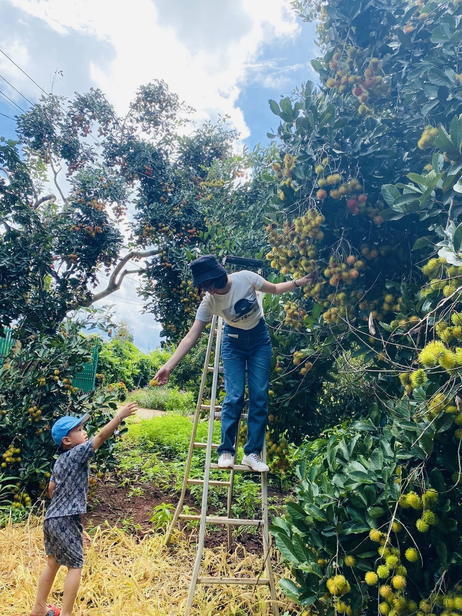 Hái chôm chôm tại Tứ Phương Thất Đảo