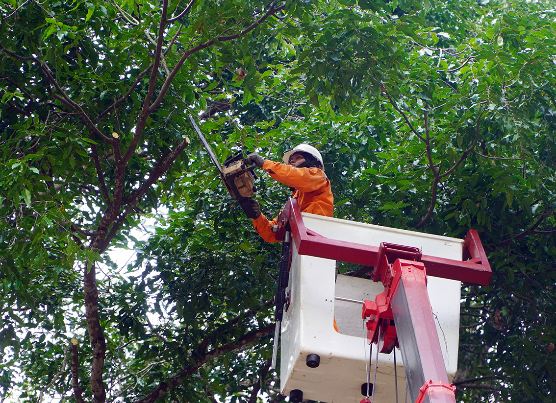 Nhân viên Công ty Điện lực tỉnh cắt tỉa cây xanh bảo đảm an toàn lưới điện trong mùa mưa bão.