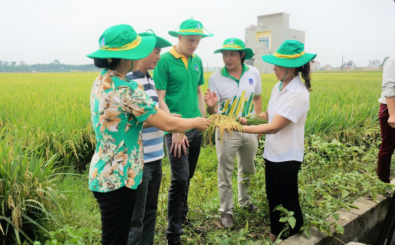 Phân bón mang hiệu quả cao cho nông dân.