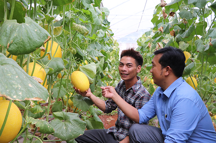 Anh Trương Văn Hậu (bên trái), Giám đốc HTX Dưa lưới Long Tân cho biết, mỗi năm, HTX cung cấp ra thị trường khoảng 300 tấn dưa lưới, lợi nhuận mang về hơn 1 tỷ đồng.