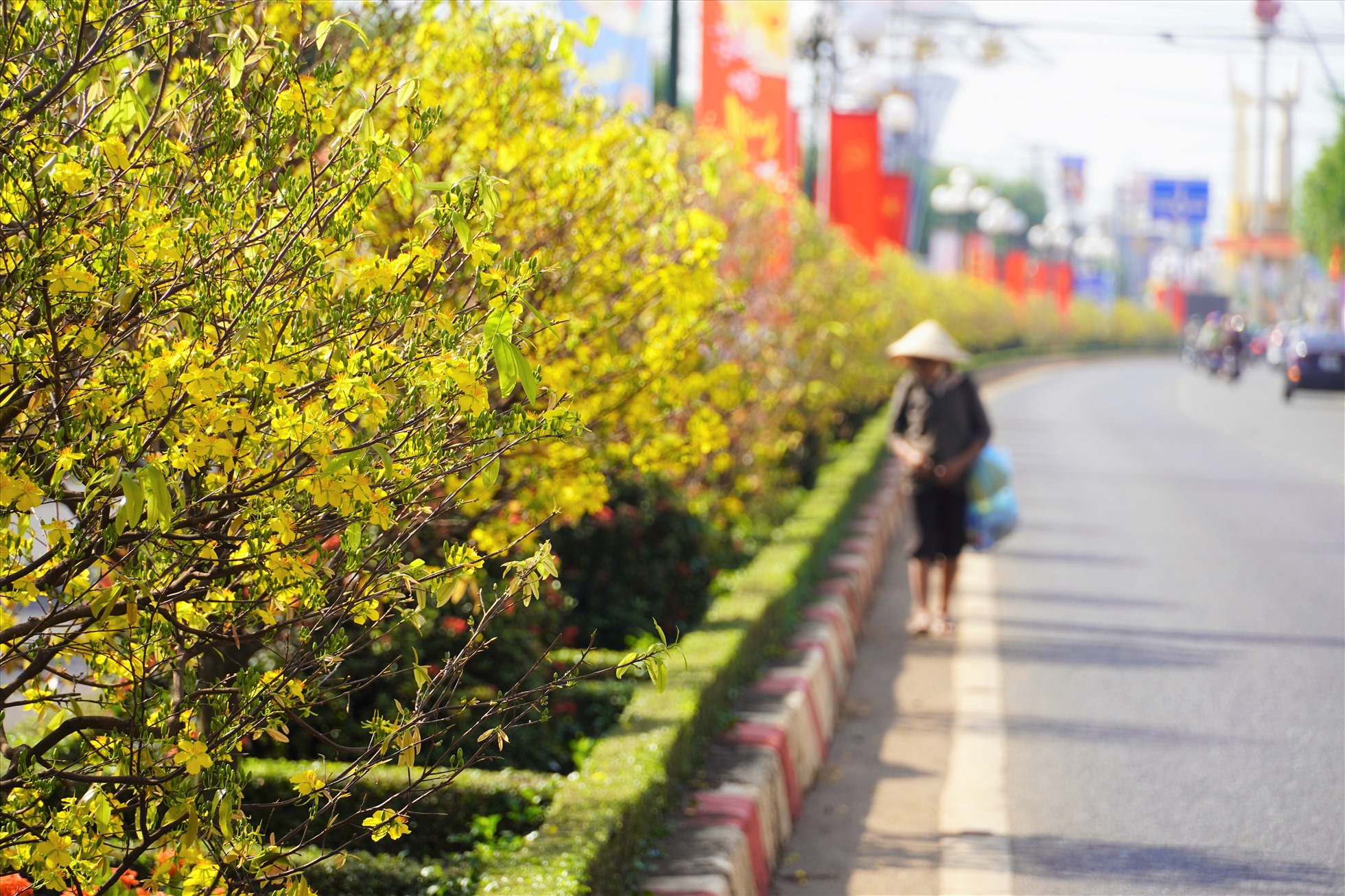 Tuyến đường hoa mai ở huyện Châu Đức.