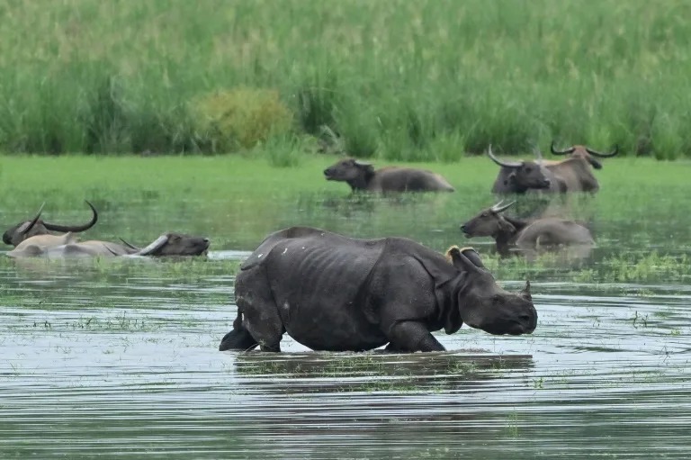 Những con tê giác đi trong nước lũ ở bang Assam, Ấn Độ.