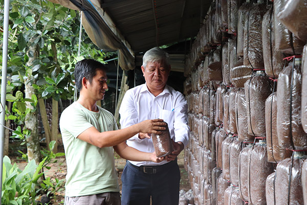 Ông Thân Xuân Động (bên phải), Phó Chủ tịch Hội Nông dân huyện Châu Đức đến tham quan trại nấm của hội viên nông dân Hoàng Đệ Tam (xã Xà Bang).