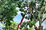 Cây ngã đổ gây tai nạn: Ai chịu trách nhiệm bồi thường?