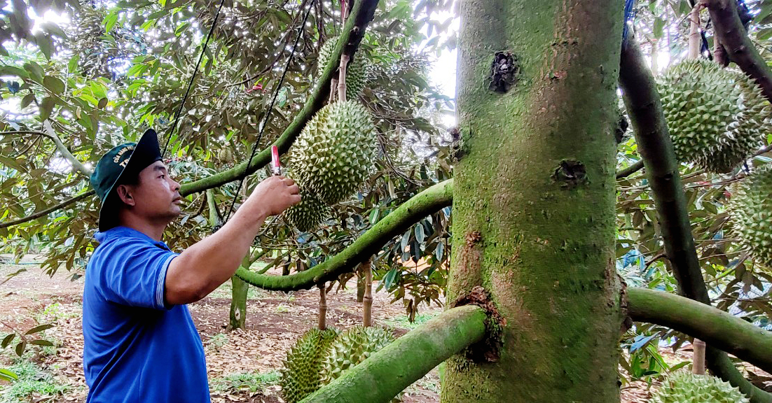 Mã vùng trồng - Chìa khóa đưa nông sản vươn xa