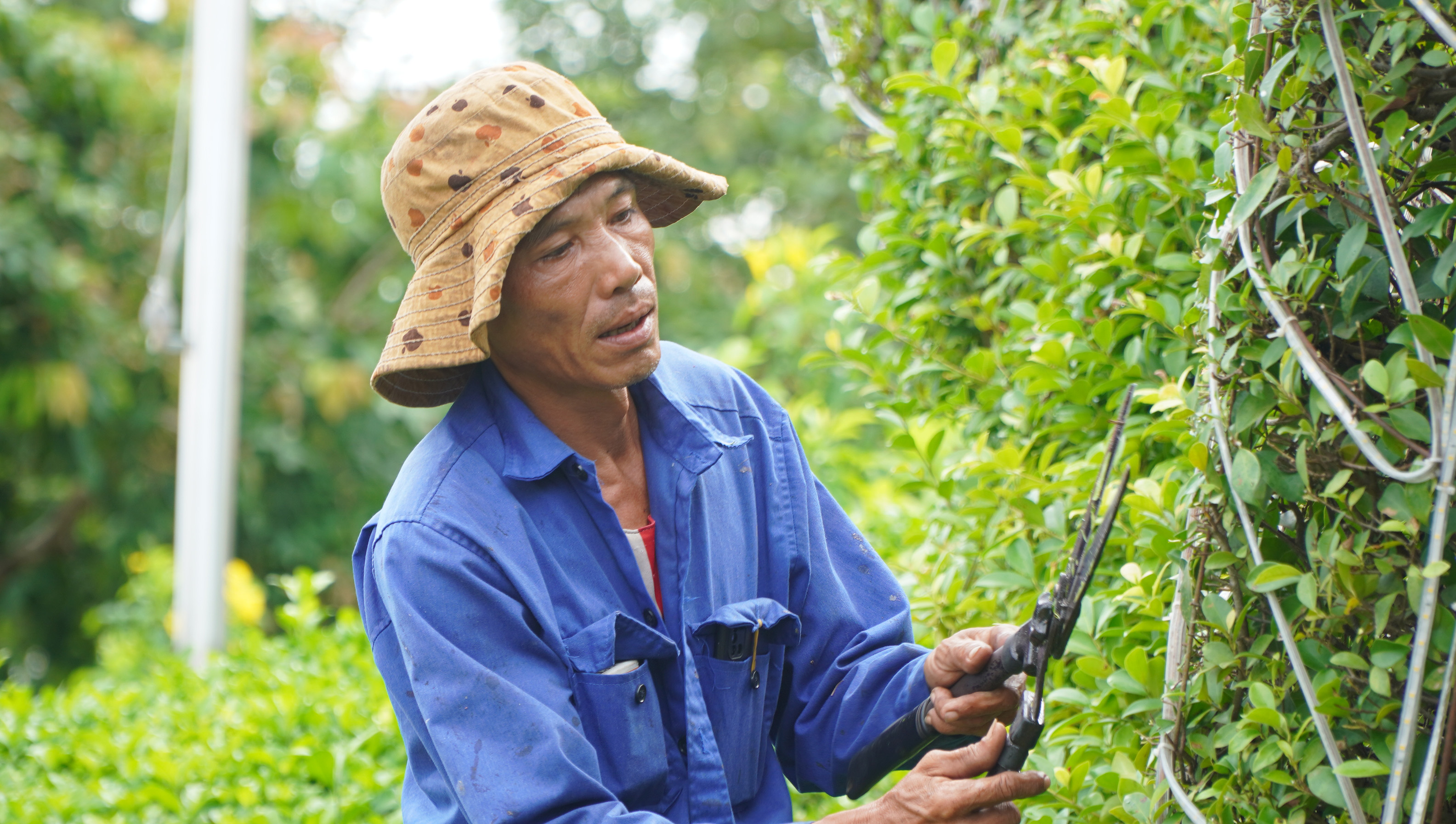 Công nhân cắt tỉa cây xanh, làm đẹp phố phường.