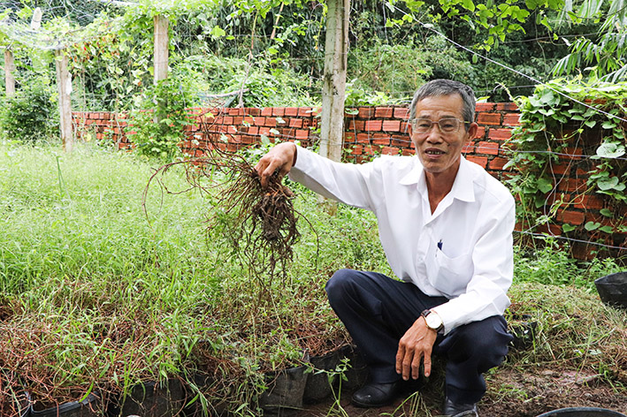 Ông Trần Văn Tiến, khu dân cư số 2 (huyện Côn Đảo) cho biết, sâm đất trồng 1 năm là có thể thu hoạch.