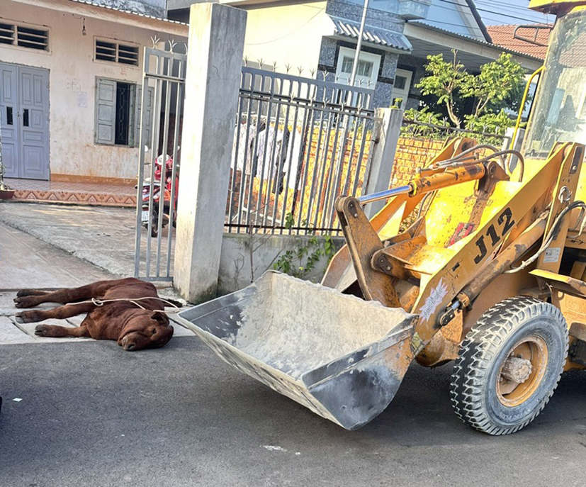 Con bò bị viêm da nổi cục của hộ nuôi tại xã Bưng Riềng, huyện Xuyên Mộc được đem đi tiêu hủy.