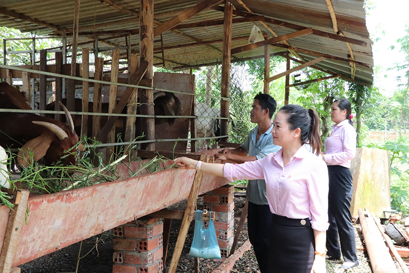 Nhân viên Ngân hàng Chính sách xã hội khảo sát việc vay vốn của hộ anh Đào Văn Hoàng (xã Đá Bạc, huyện Châu Đức).