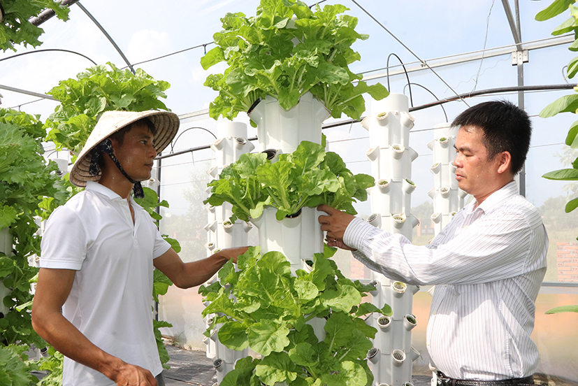 Anh Vũ Văn Chi (bên trái), ấp Bình Tiến, xã Bình Châu (huyện Xuyên Mộc) giới thiệu với cán bộ Hội Nông dân xã về mô hình rau khí canh của mình.