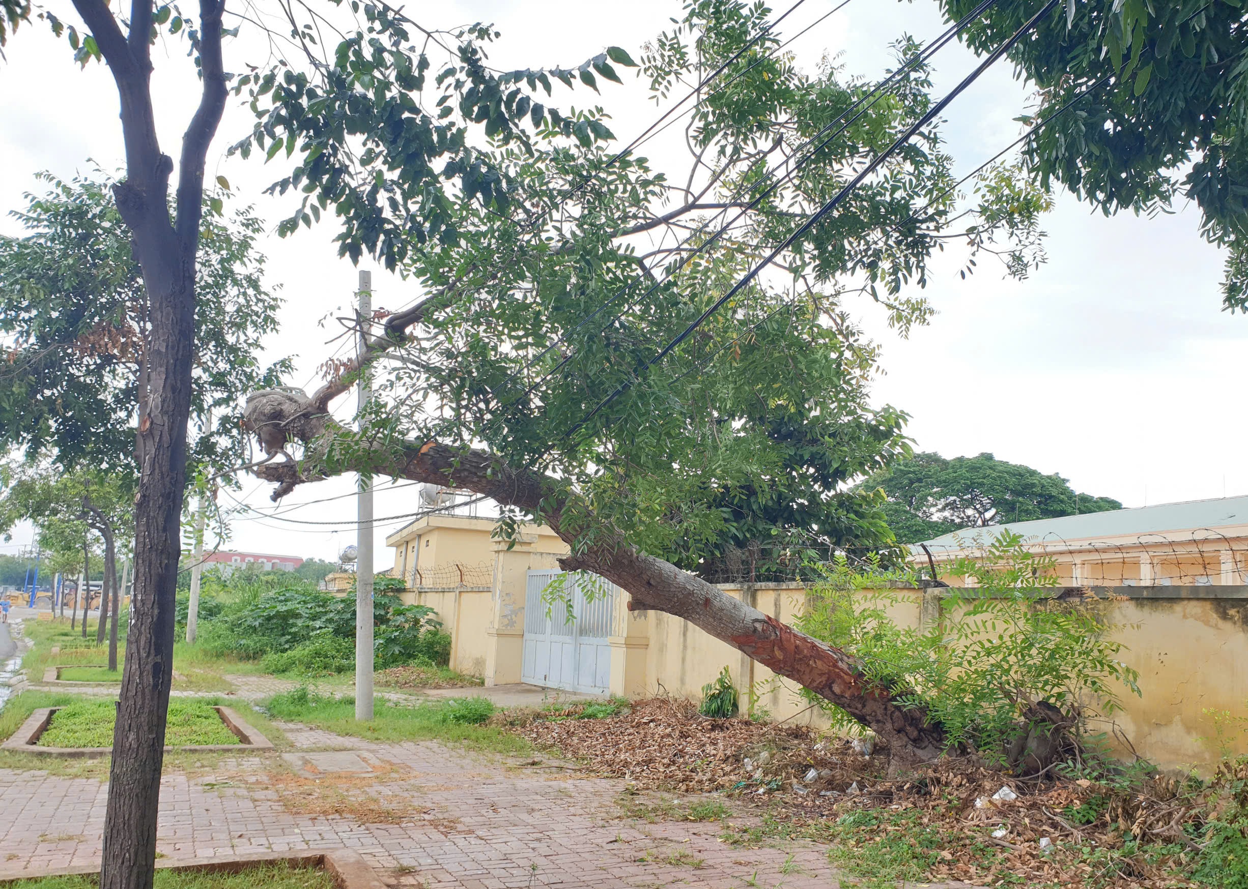 Tại khu vực bờ tường trước khu Bộ đội Tên lửa trên đường 2 tháng 9 (phường 12, TP.Vũng Tàu), một cây lớn đã bị đổ đè lên đường dây điện hạ thế (ảnh chụp lúc 7 giờ ngày 18/8), gây nguy cơ mất an toàn lưới điện, tiềm ẩn tai nạn cho người, phương tiện qua lại.