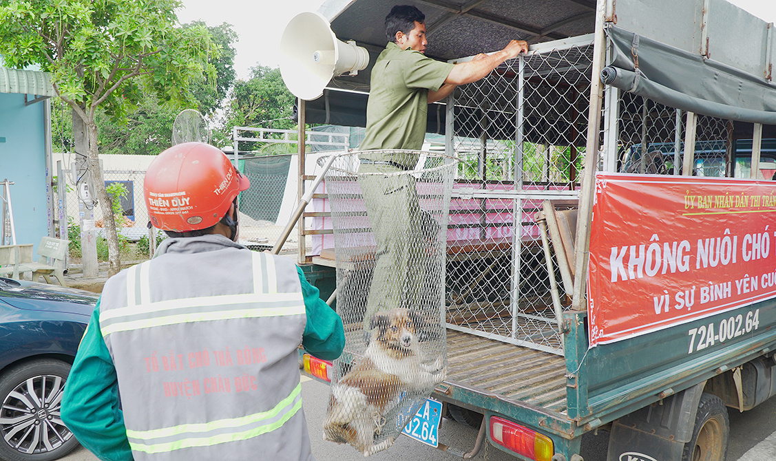 Lực lượng chức năng bắt chó cảnh thả rông trên đường Nguyễn Chí Thanh, TT.Ngãi Giao.