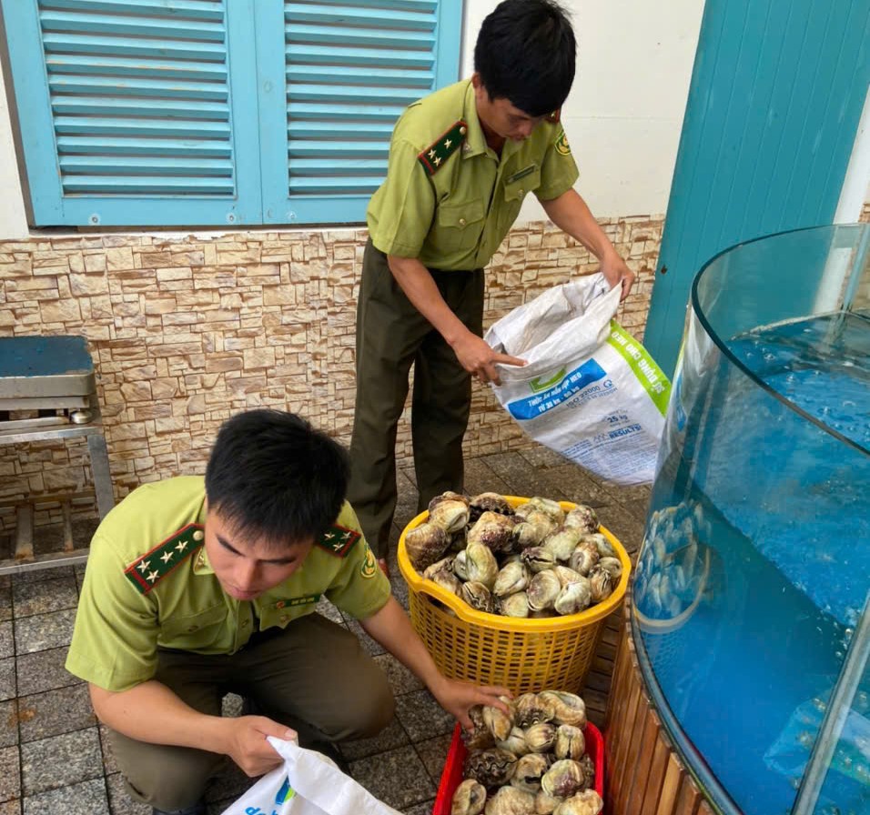 Lực lượng kiểm lâm Ban Quản lý Vườn quốc gia Côn Đảo đang xác định số lượng thủy sản nguy cấp, quý hiếm nhóm I và tạm giữ tang vật vi phạm.