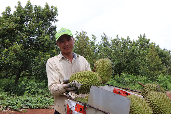 Hội viên nông dân tham gia phát triển các mô hình kinh tế tập thể