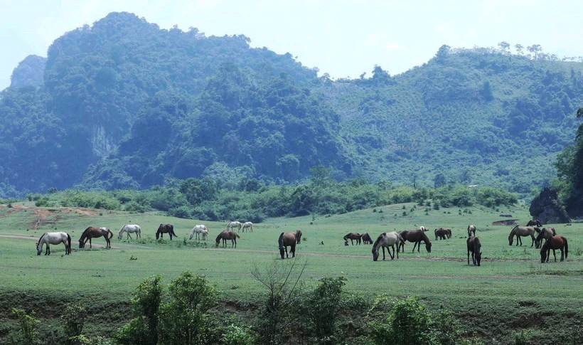 Đồng Lâm-Thảo nguyên xanh