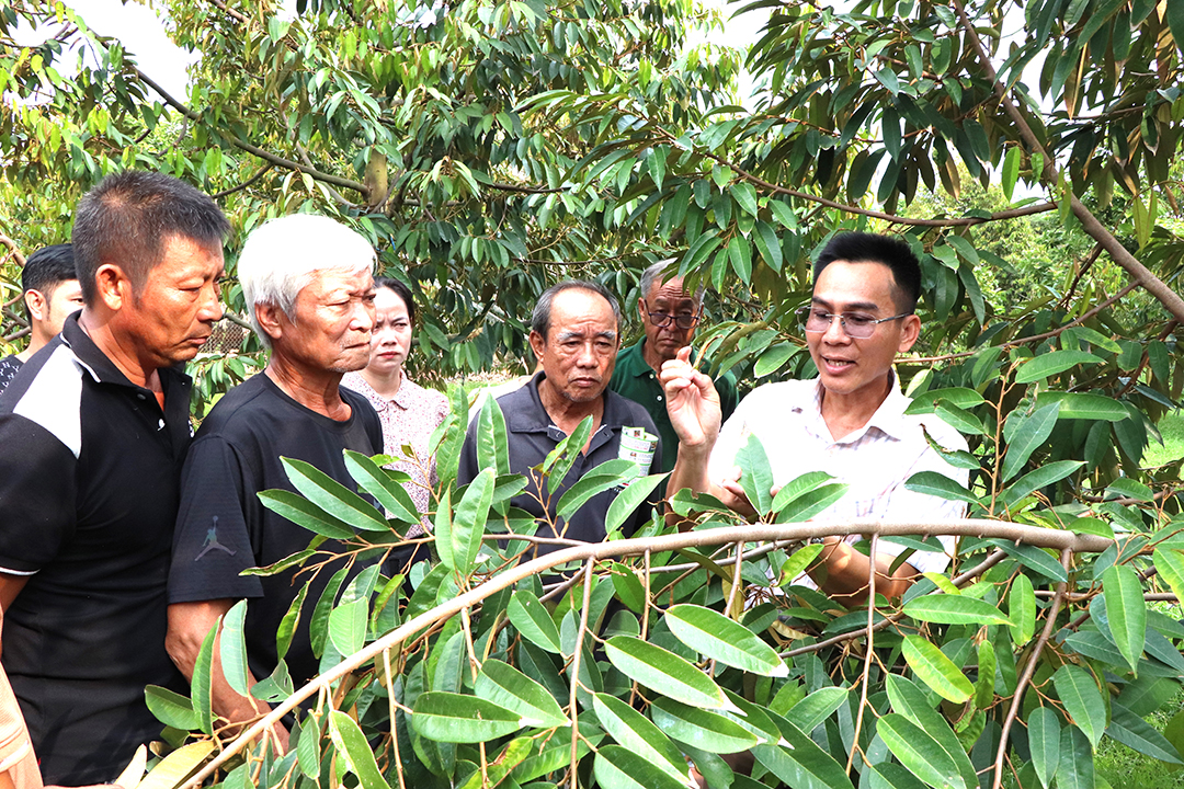 Cán bộ, hộ viên nông dân xã Long Tân (huyện Đất Đỏ) được tập huấn thực tế kỹ thuật trồng và chăm sóc  cây sầu riêng.