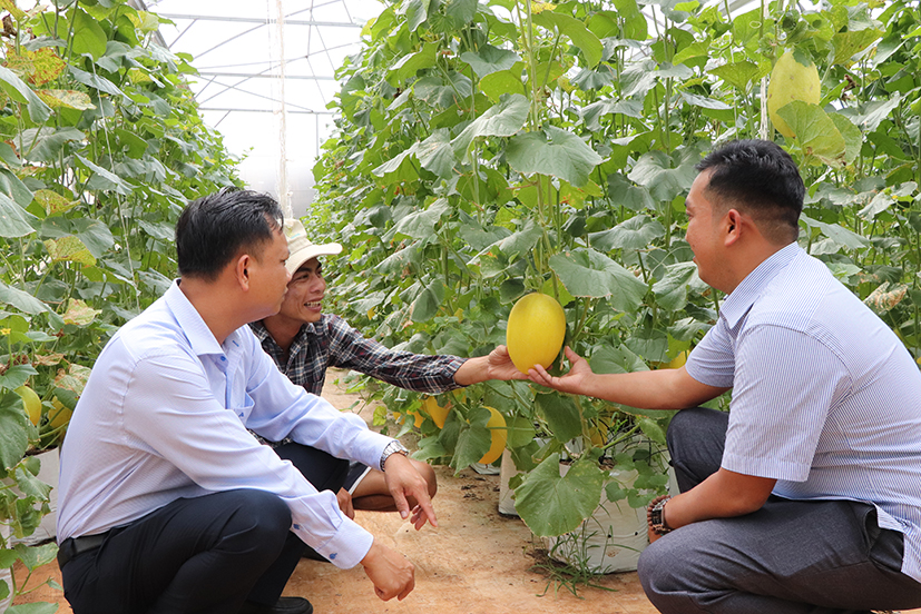 Phó Chủ tịch UBND xã Long Tân Nguyễn Thành Long (bên phải) đánh giá cao mô hình liên kết sản xuất và bao tiêu sản phẩm của HTX Dưa lưới Long Tân.