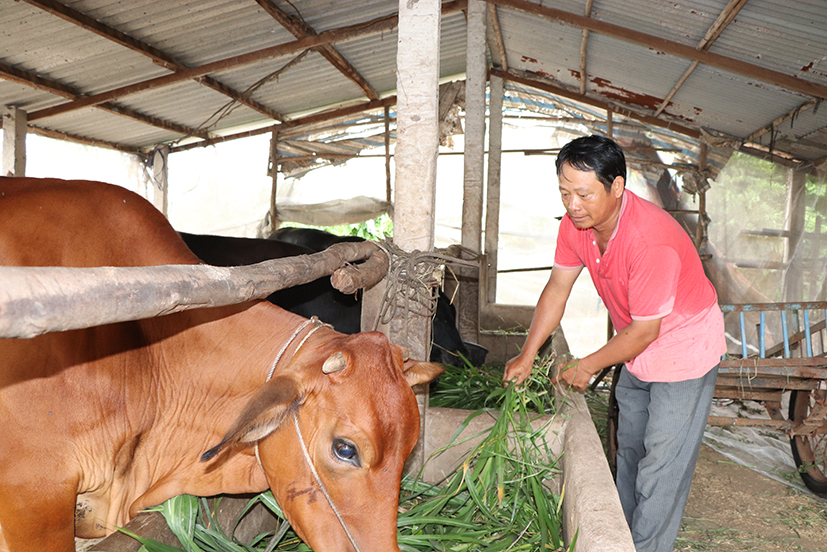 Anh Lê Hồng Hà, hội viên nông dân ấp Tân Hòa (xã Long Tân) có thu nhập mỗi năm hơn 150 triệu đồng từ mô hình nuôi bò, nuôi dê sinh sản.