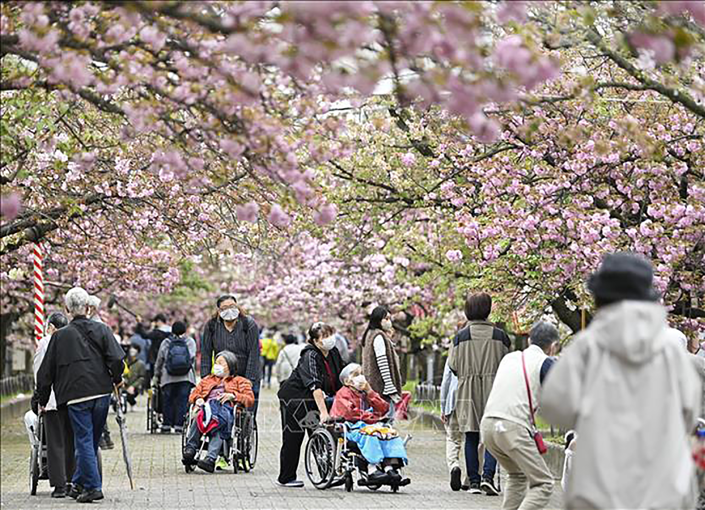 Người cao tuổi tại Osaka, Nhật Bản.