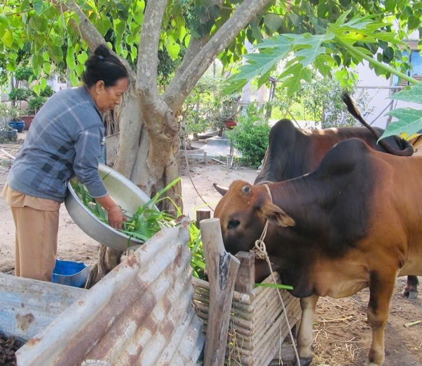 Bà Bùi Thị Tiến, ấp Phước Trung, xã Tam Phước, huyện Long Điền một trong những hộ gia đình tham gia mô hình giảm nghèo do Hội Nông dân tỉnh hỗ trợ.