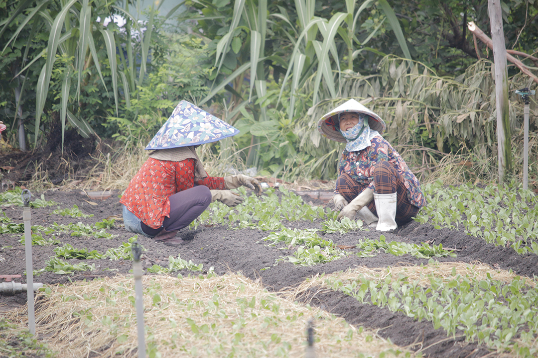 Nông dân xã Tân Hưng, TP. Bà Rịa chăm sóc rau.