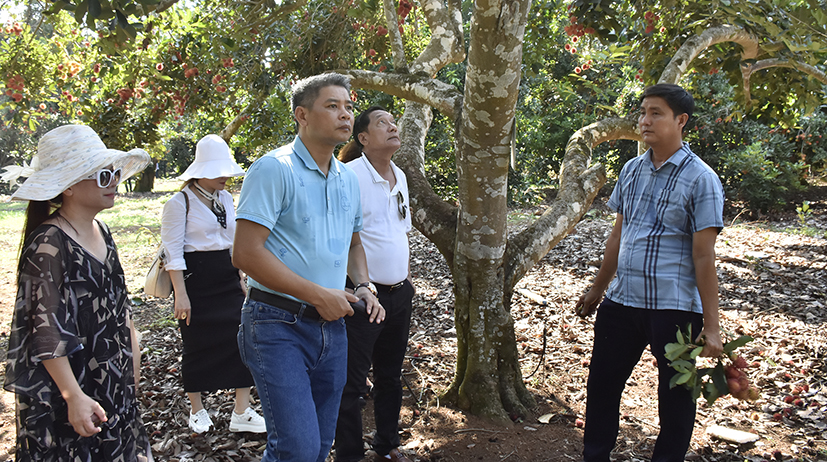 Famtrip tìm hiểu sản phẩm nông nghiệp tại Long Khánh-Đồng Nai vào tháng 6.