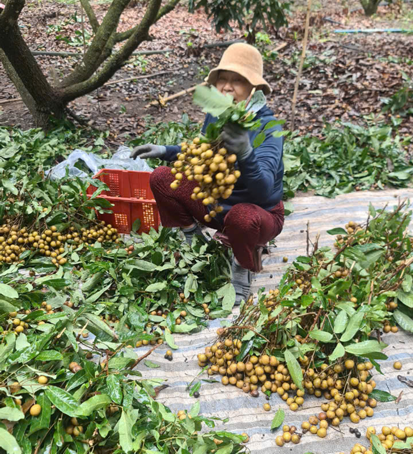 Nhãn Edor của Tổ hợp tác ấp Phú Quý, xã Hòa Hiệp, huyện Xuyên Mộc trồng theo tiêu chuẩn VietGAP theo hướng hữu cơ có chi phí sản xuất giảm 20%, năng suất tăng hơn 10% so với sản xuất theo truyền thống dùng phân vô cơ trước đó.