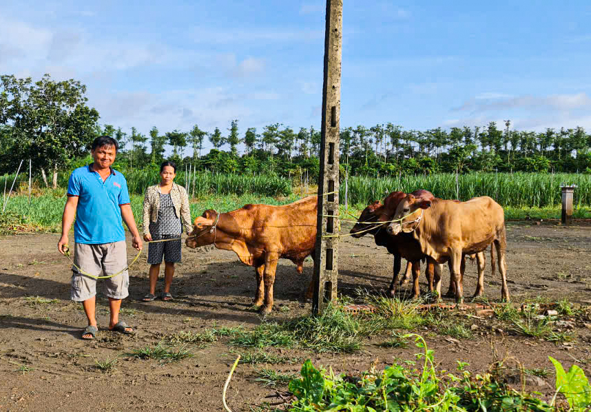 Vợ chồng ông Lê Minh Tiến, ấp Phú Quý (xã Hòa Hiệp) vui mừng khi được Trung tâm Khuyến nông tỉnh hỗ trợ mô hình nuôi bò vỗ béo.