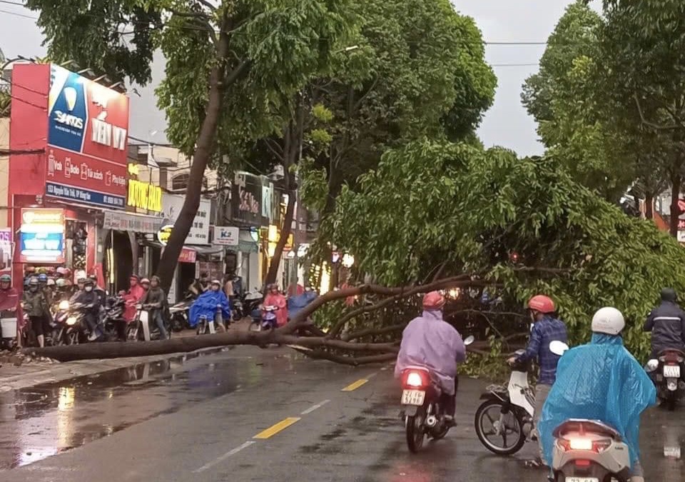 Cây xanh đổ, chắn ngang đường Nguyễn Văn Trỗi. Ảnh: Vũng Tàu beat