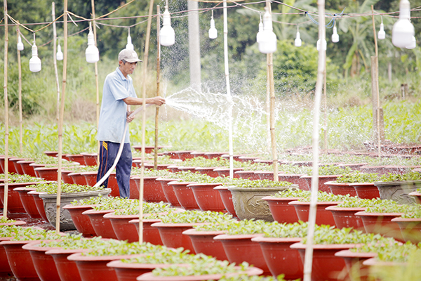 Nông dân xã Láng Lớn, huyện Châu Đức chăm sóc các chậu cúc đại đóa chuẩn bị phục vụ thị trường  Tết Nguyên đán 2025 sắp tới.