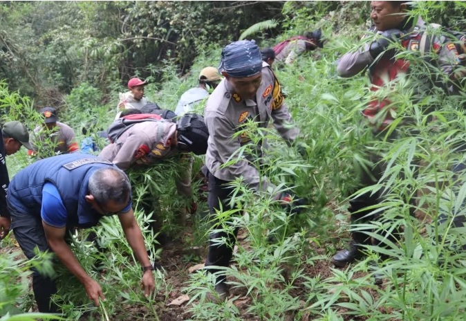 Cần sa trồng trái phép trong Vườn Quốc gia Bromo Tengger Semeru.